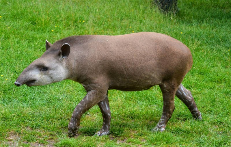 Тапир в Южной Америке