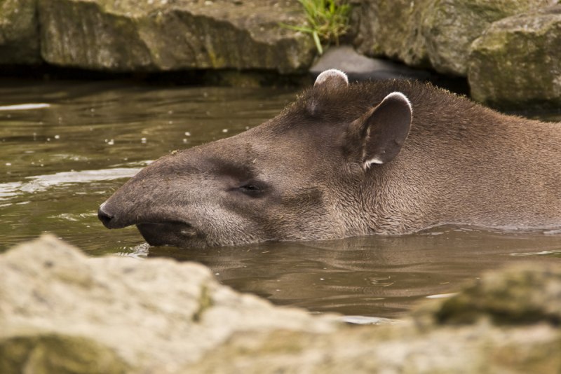 Равнинный тапир (Tapirus terrestris)
