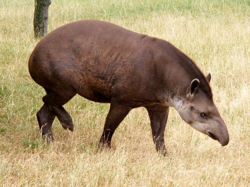 Тапир в Южной Америке