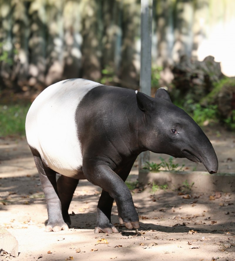 Tapirus kabomani