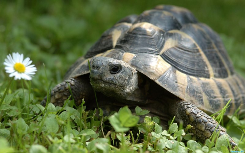 Rhinoclemmys pulcherrima