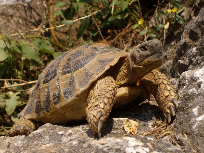 Земляная черепаха (57 фото)