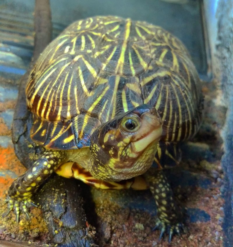 Средиземноморская черепаха Testudo Graeca