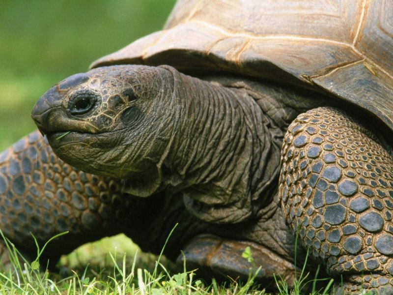 Gopherus agassizii