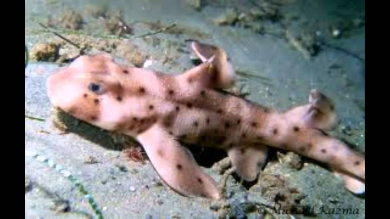Heterodontus Francisci