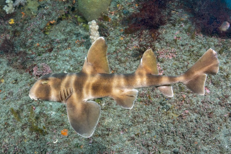 Heterodontus japonicus