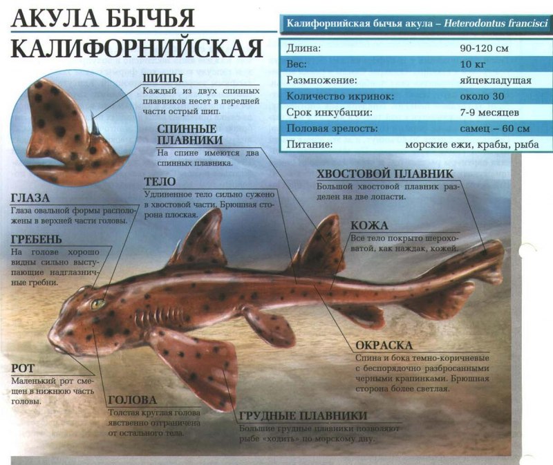 Бычья акула Размеры и вес