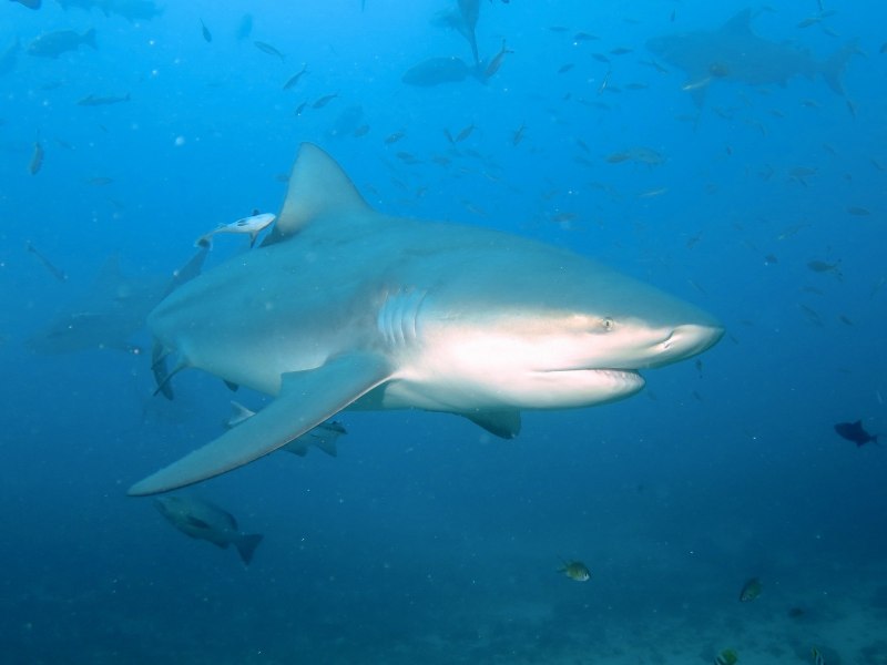 Carcharhinus Altimus