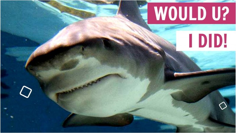 Bull Shark акула