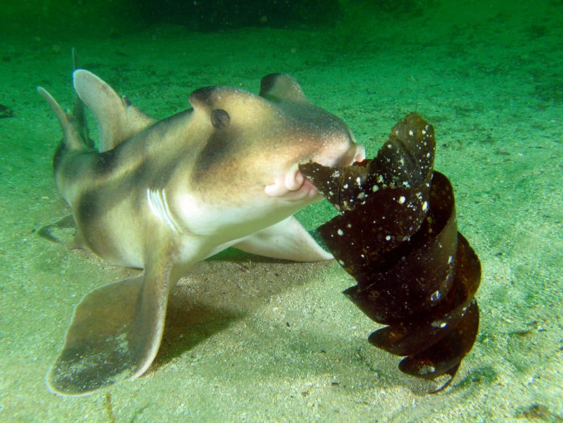 Heterodontus portusjacksoni