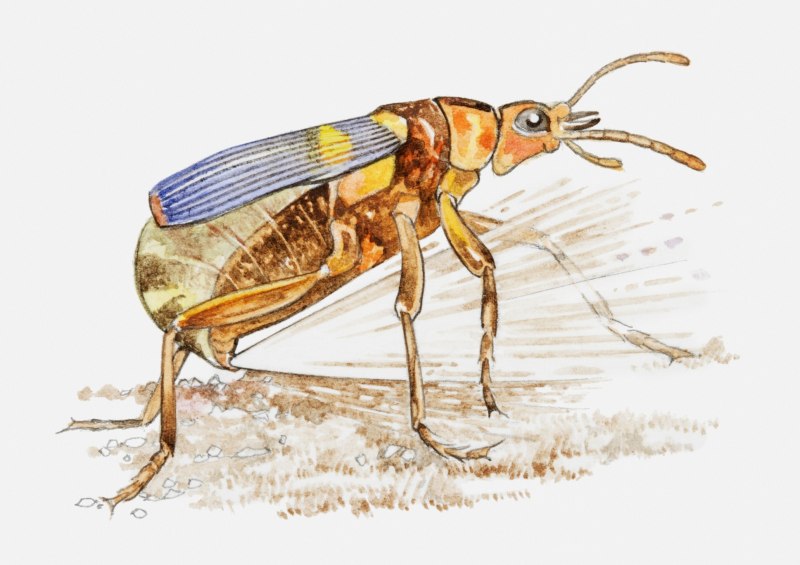Пластинчатоусые жуки Chrysina