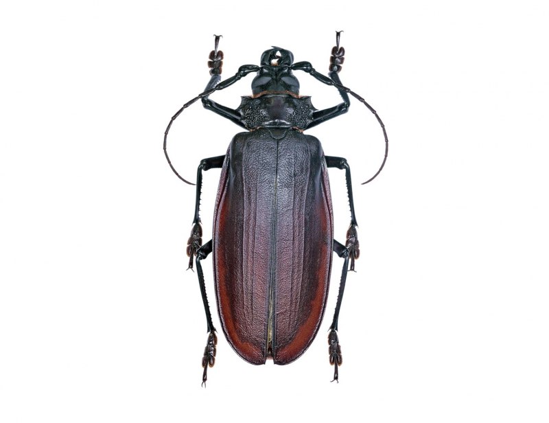 Жук-олень (Lucanus Cervus)