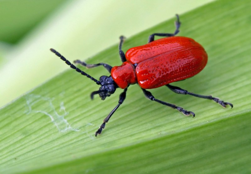 Жук Trachelophorus Giraffa