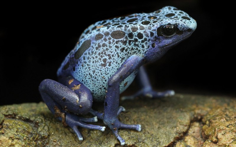Голубой древолаз (dendrobates Azureus)