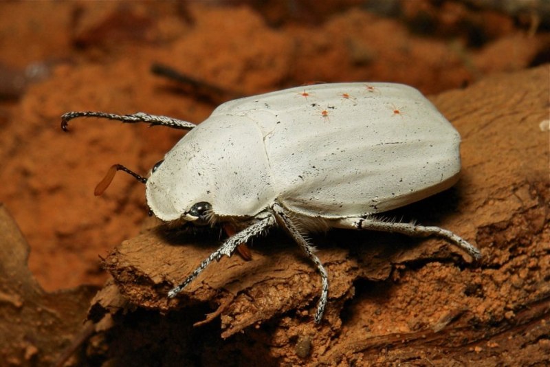 Cyphochilus Жук