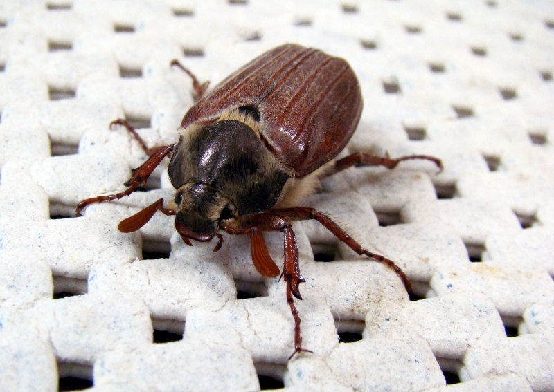 Cyphochilus insulanus