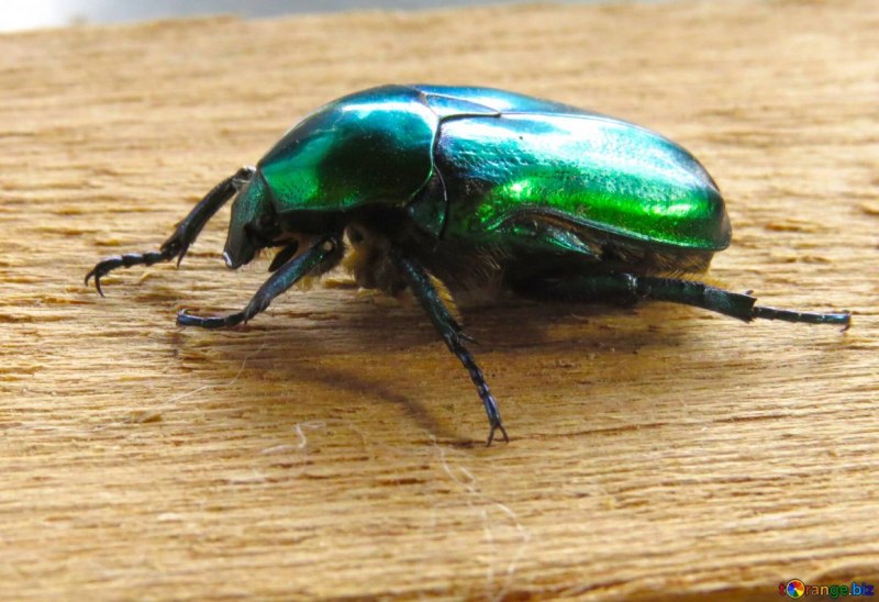 Anoxia pilosa f.