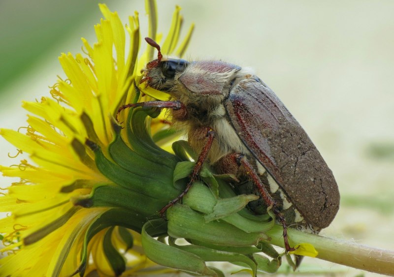 Хрущ мраморный – polyphylla fullo (Linnaeus, 1758)