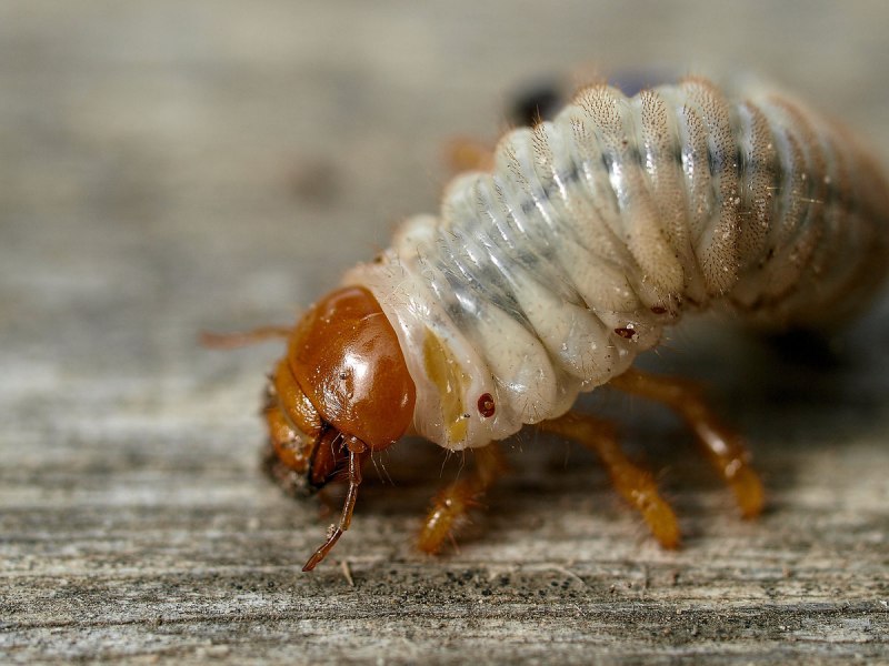 Жук Buprestidae