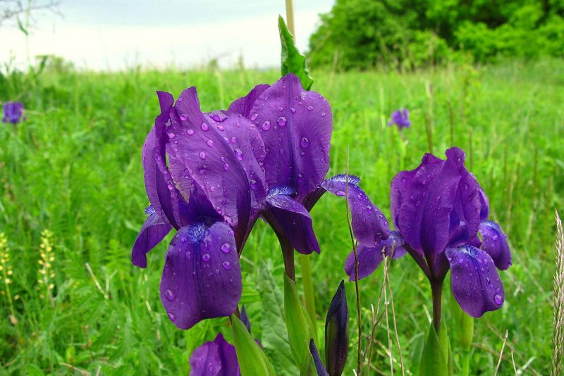 Льнянка обыкновенная Linaria vulgaris