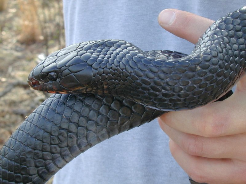 Индиговая змея (65 фото)