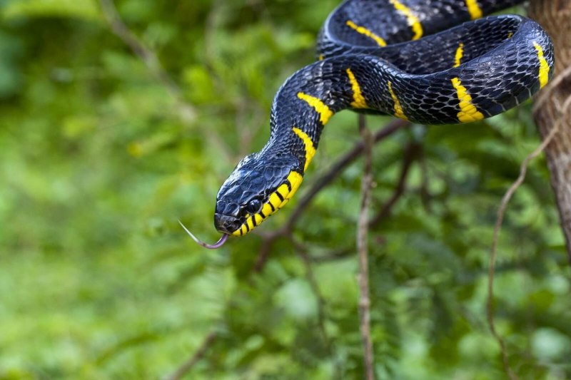 Black rat Snake змея