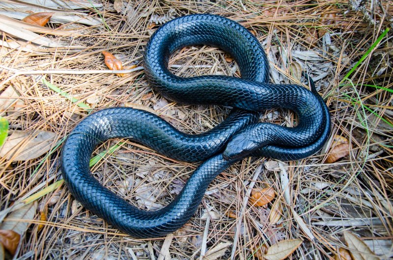 Drymarchon couperi