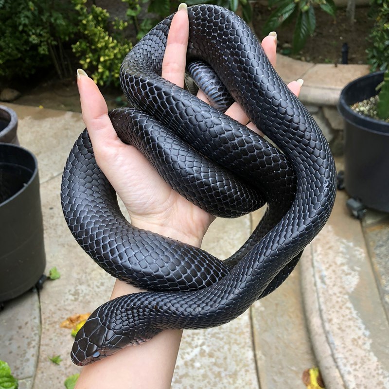 Drymarchon couperi