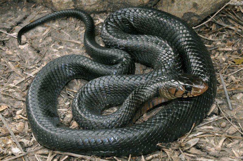 Гадюка Никольского (Vipera nikolskii)