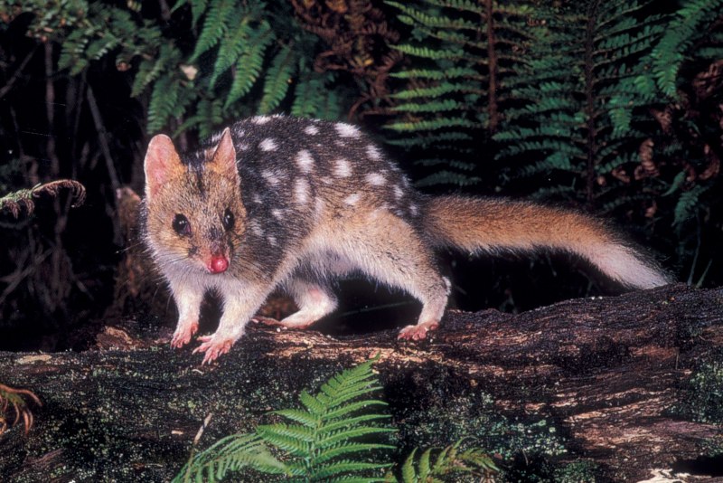 Пятнистохвостая сумчатая куница (Dasyurus maculatus)