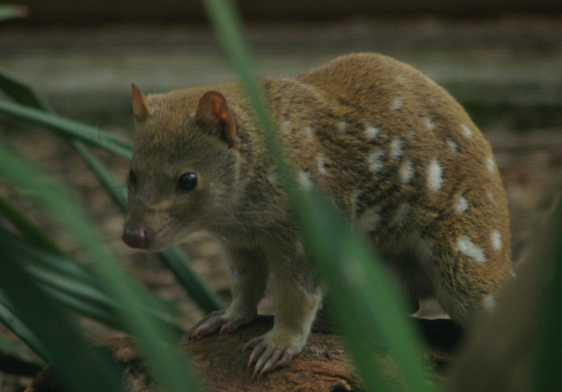 Quoll перевод