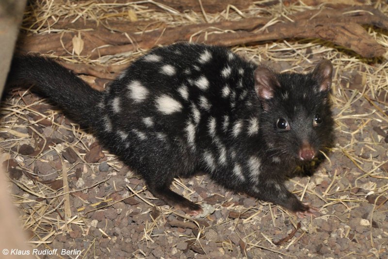 Baby Quoll
