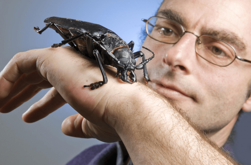 Дровосек-Титан Titanus giganteus