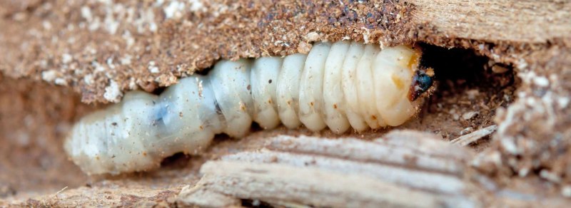 Личинка жука древоточца (69 фото)