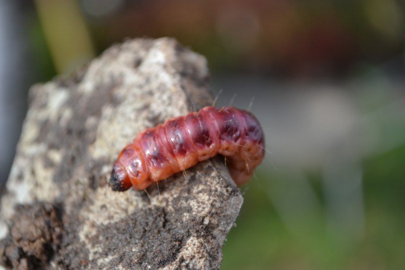 Cossus cossus гусеница