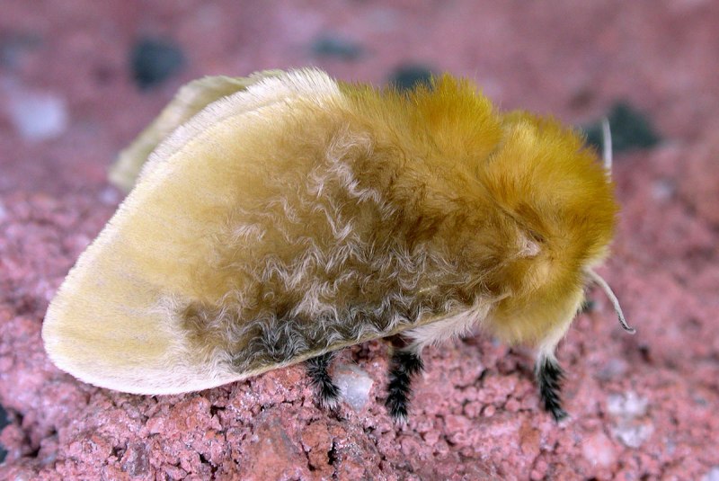 Гусеница кокеткa Megalopyge opercularis