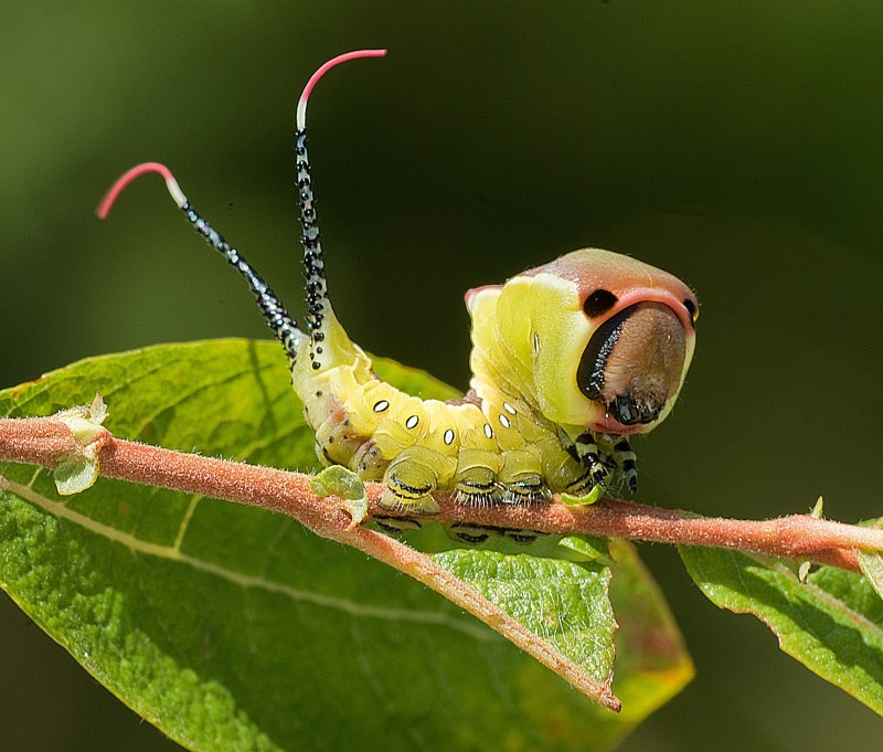 Megalopyge opercularis гусеница без шерсти