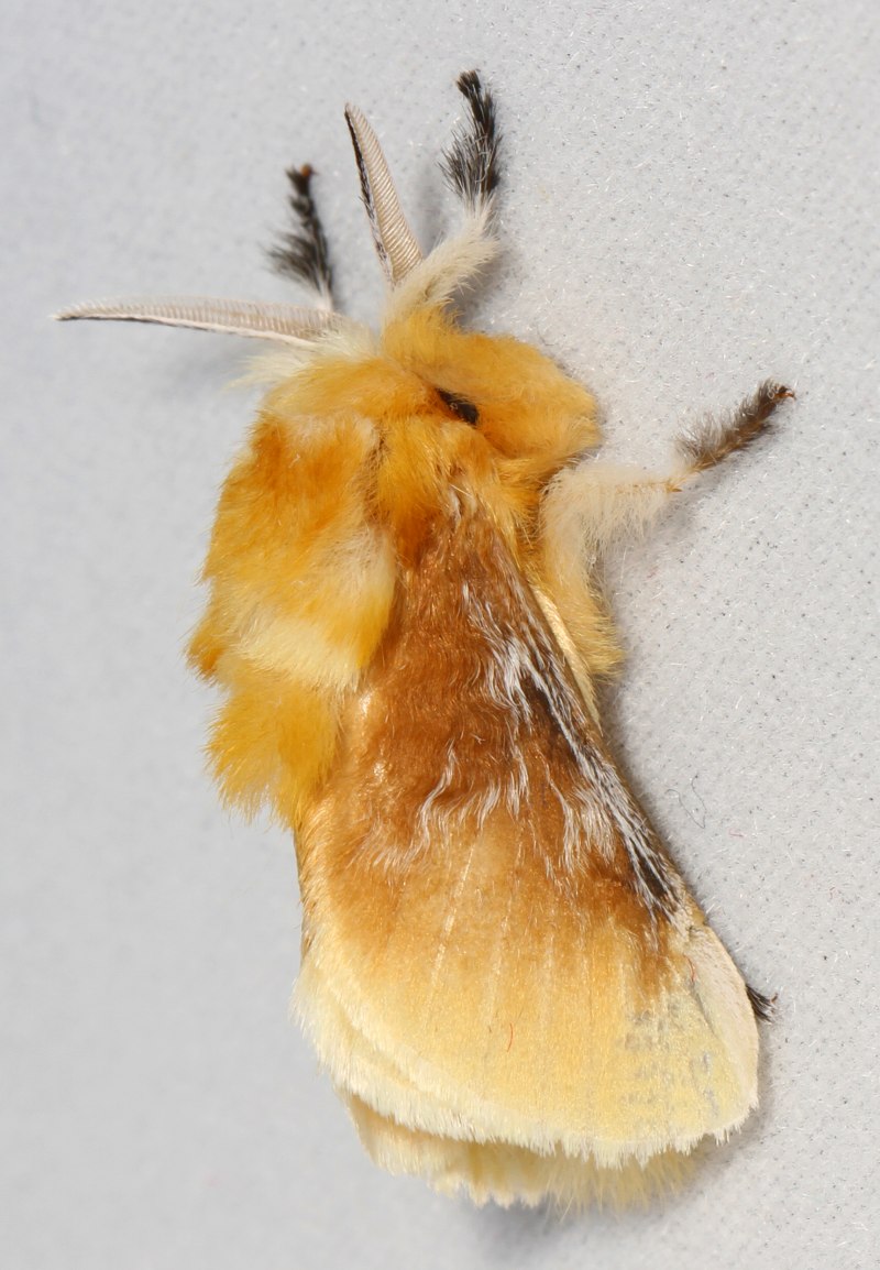 Megalopyge opercularis (Southern Flannel Moth)