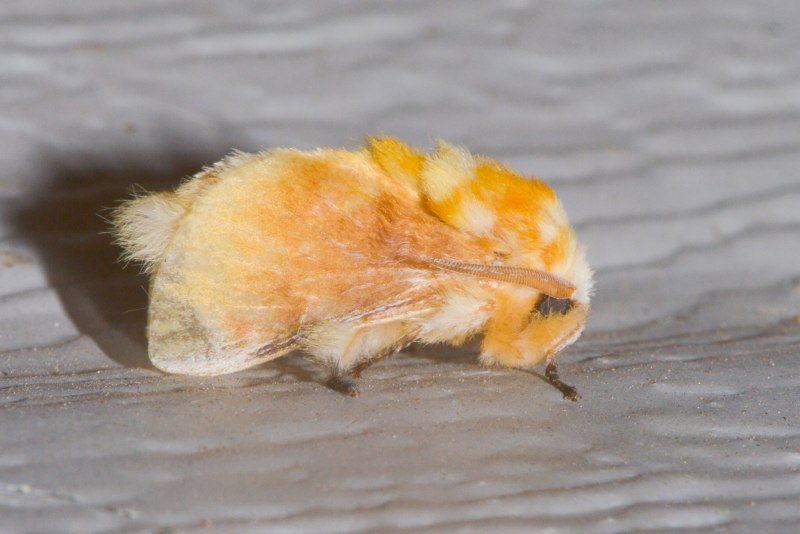 Megalopyge opercularis гусеница