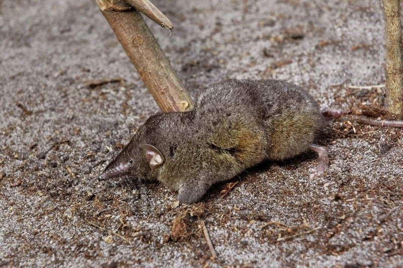White-toothed Pygmy Shrew
