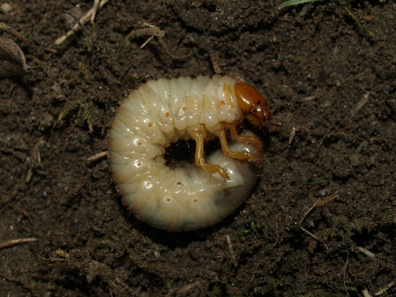 Tyria jacobaeae