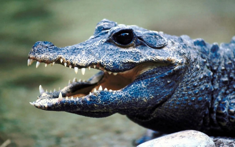 Синий крокодил (65 фото)