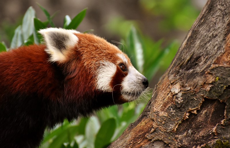 Малая Панда (Ailurus Fulgens
