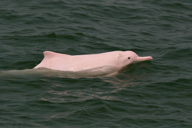 Речной Дельфин Байджи Baiji Dolphin
