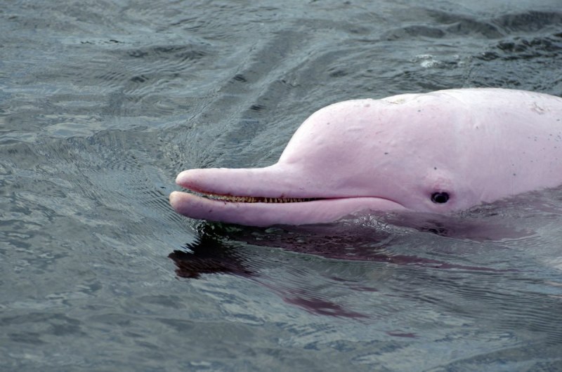 Белый речной дельфин (65 фото)
