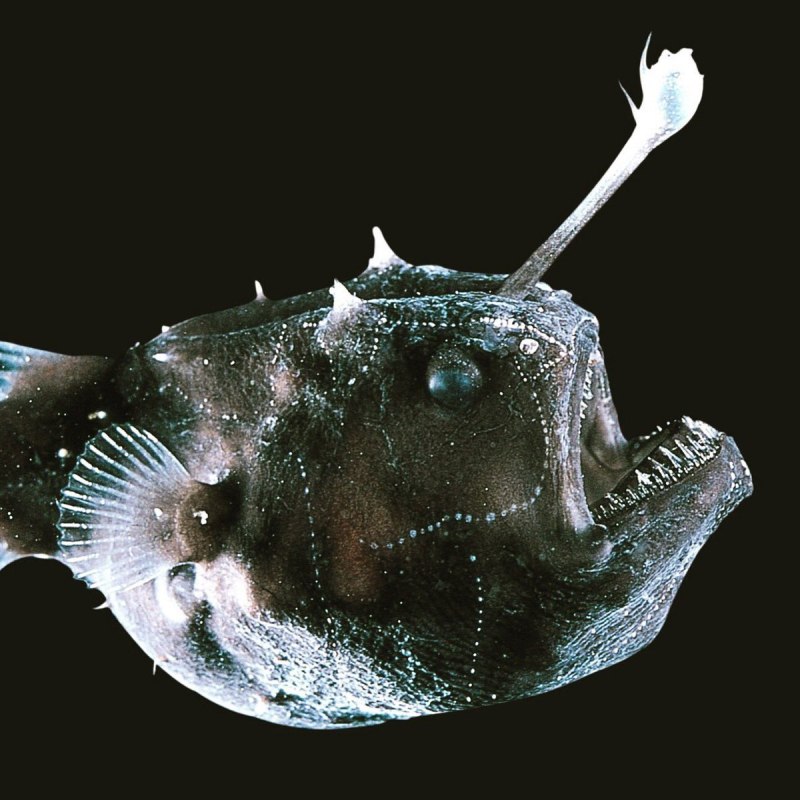 Морской черт удильщик