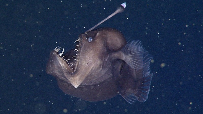 Lasiognathus dinema