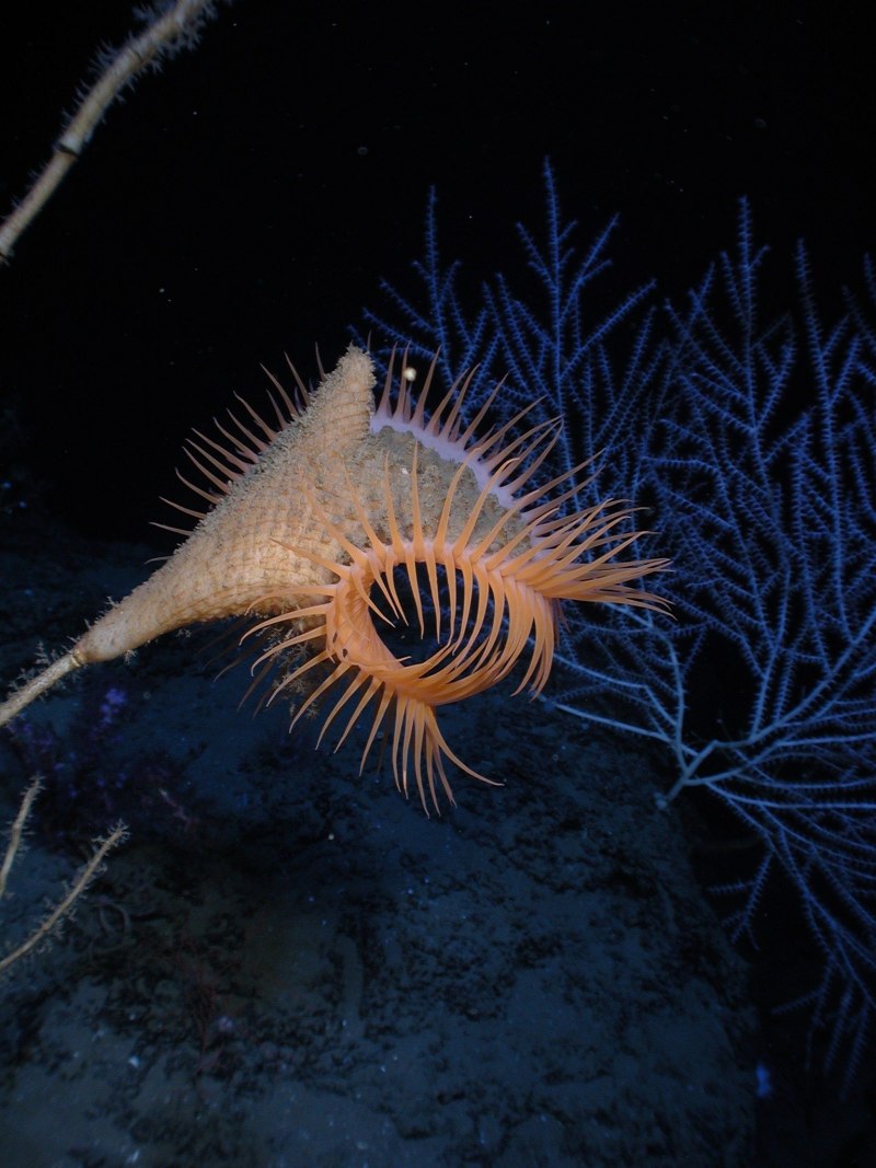 Venus Flytrap Sea Anemone