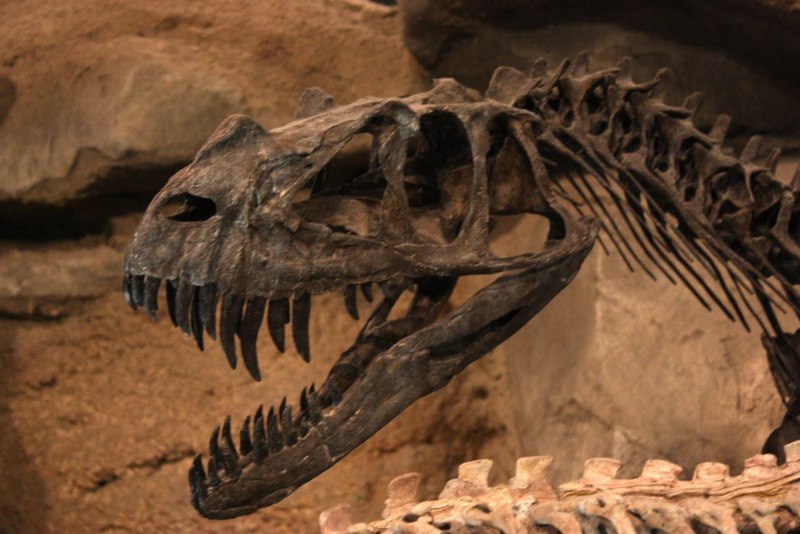 Рекс царь Rebor 1:35 Tyrannosaurus Rex Museum class Replica