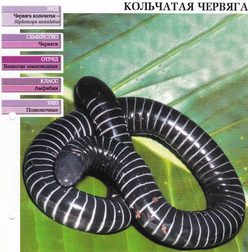 Червяга Microcaecilia dermatophaga)